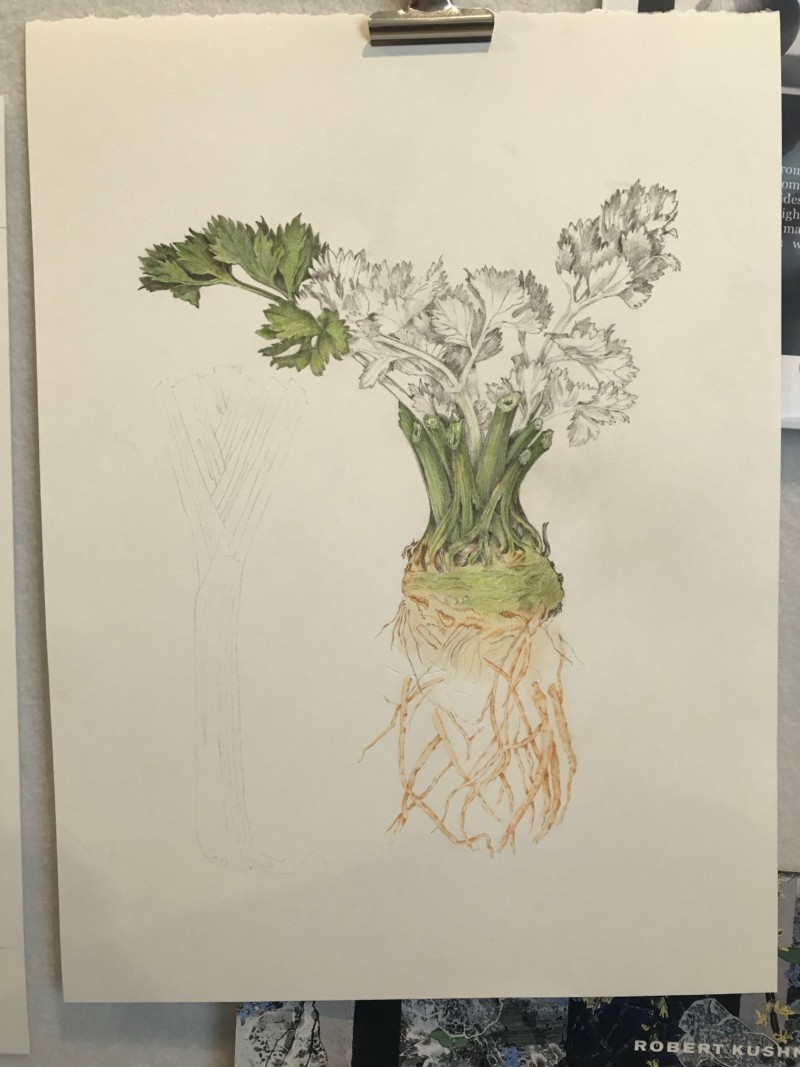 3-benson-celeriac-start-2