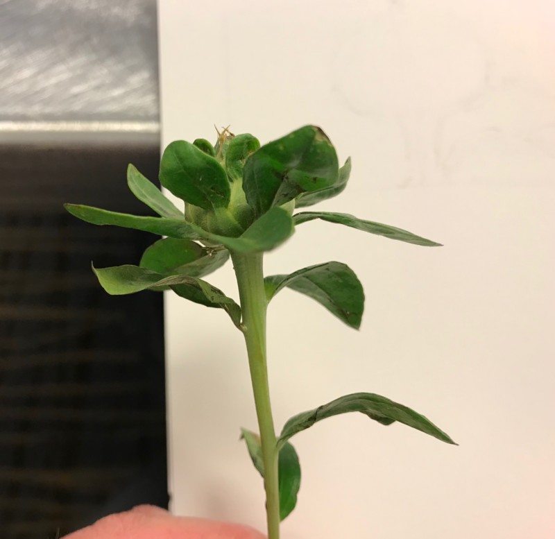 6-benson-safflower-bud