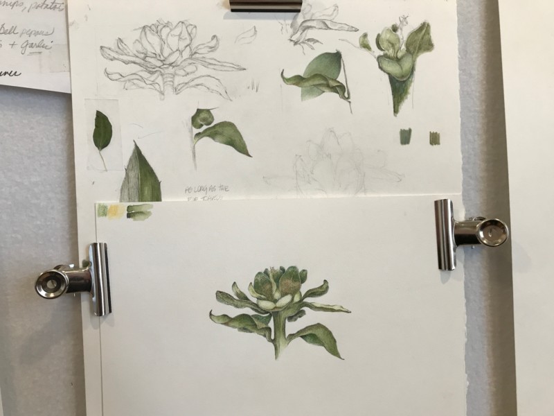 7-benson-safflower-sketches