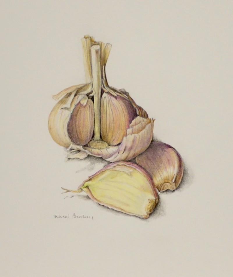 garlic-bulb