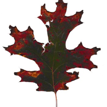 scarlet-oak-leaf-wendy-drawing-gourds-nybg-111-113