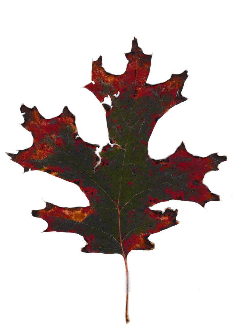 scarlet-oak-leaf-wendy-drawing-gourds-nybg-111-113