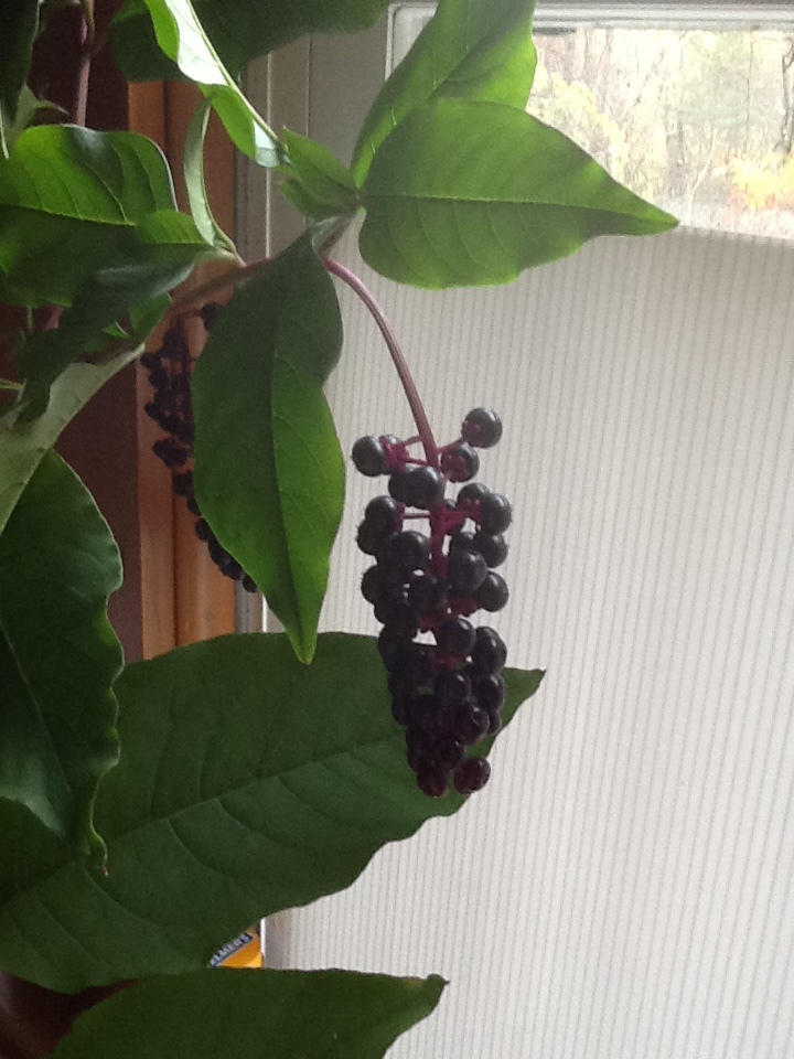 image-32