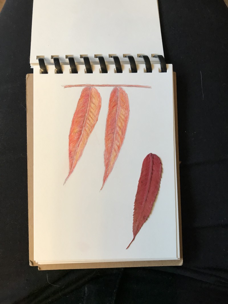 sumac