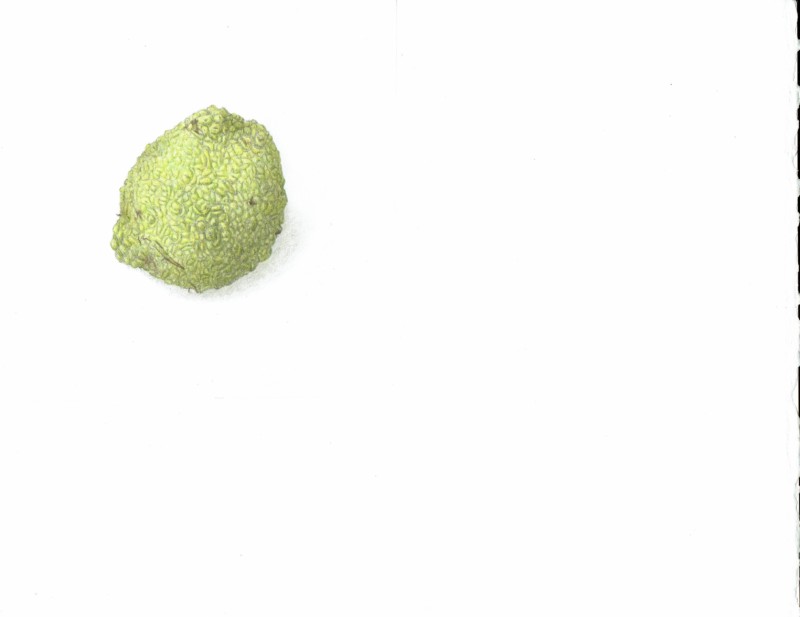 osage-orange
