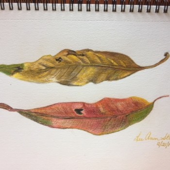 two-gum-tree-leaves