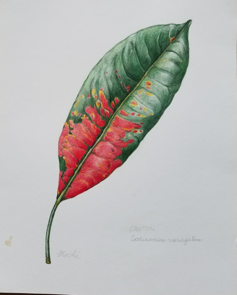 croton-leaf-2