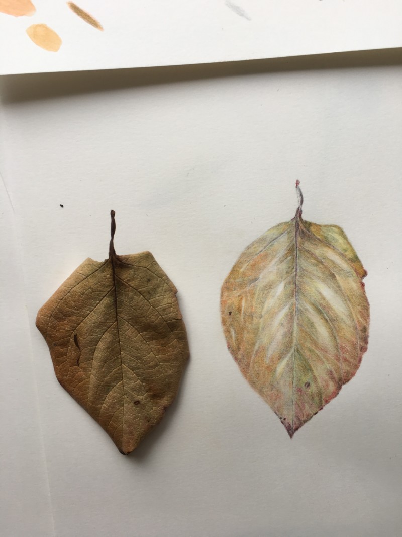 persimmon-leaf