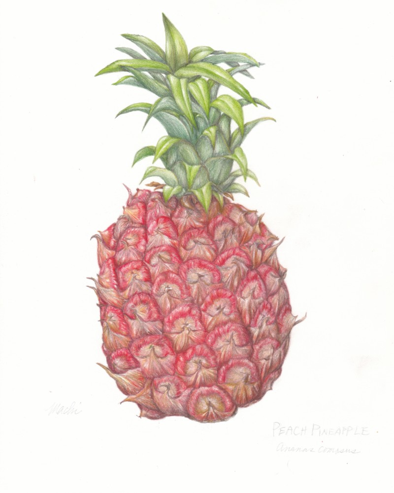 peach-pinapleedge-cropped