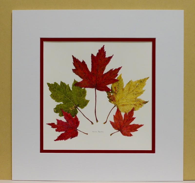 red-maple2