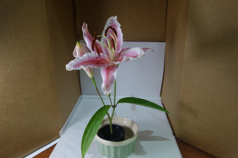 tiger-lily-photo