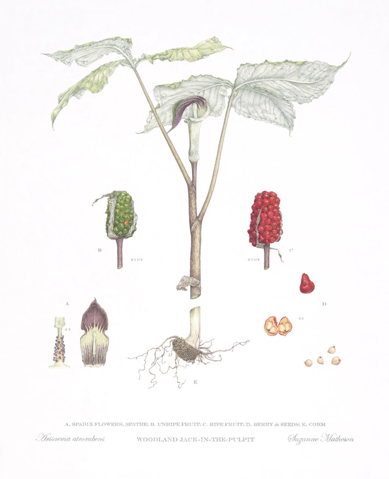 woodland-jackinthepulpit_300dpi