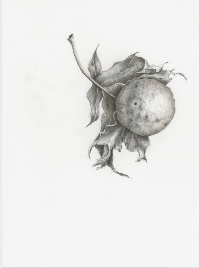 seed-pod