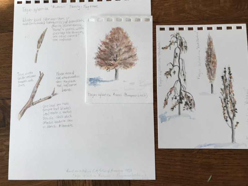 tree-study-riversii-beech-pendulous-beech-rohani-beech