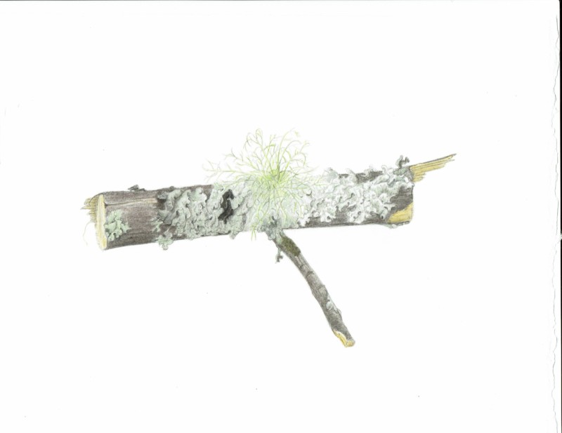 lichen-branch