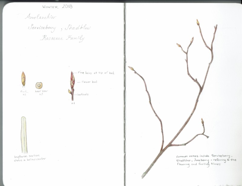 amelanchier1