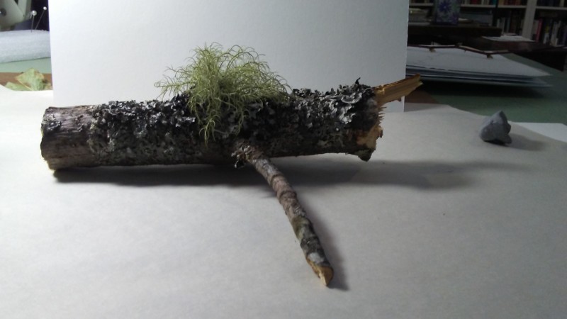 lichenbranch-photo