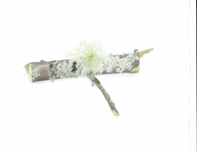 lichenbranch2