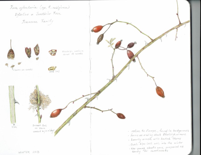 r-eglantaria-winter