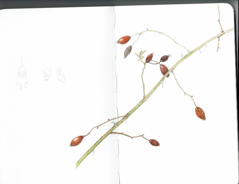 rose-egl