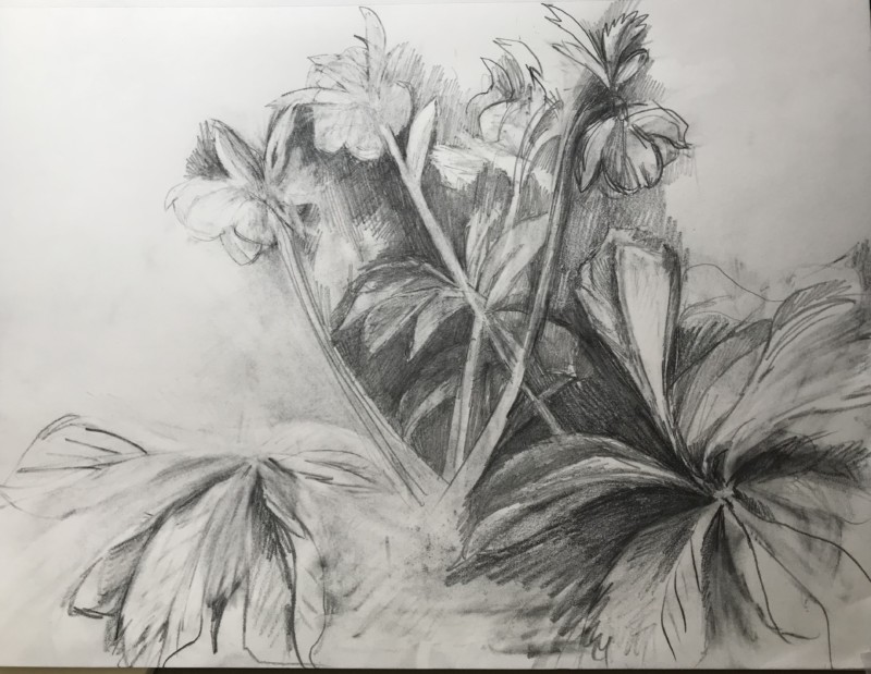 hellebores-sketch