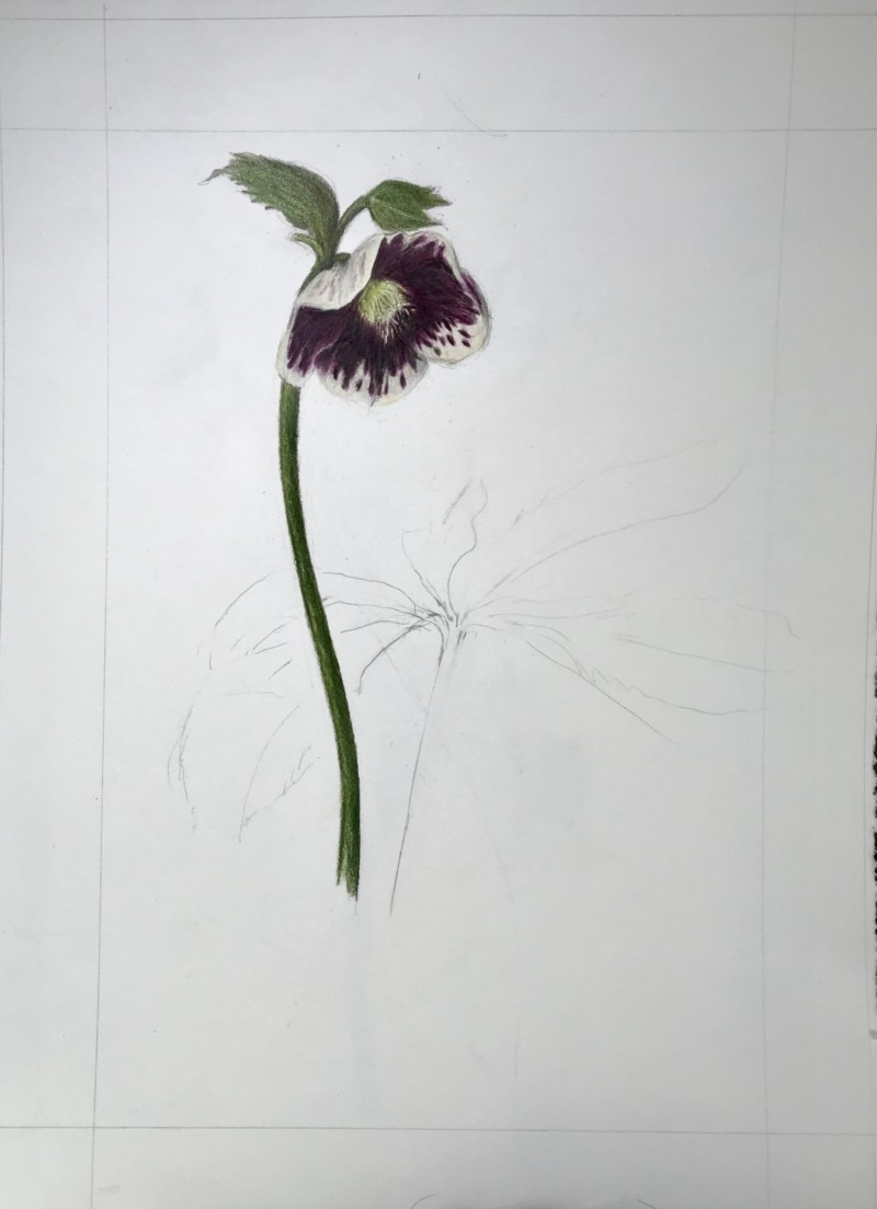 hellebore-composition-2