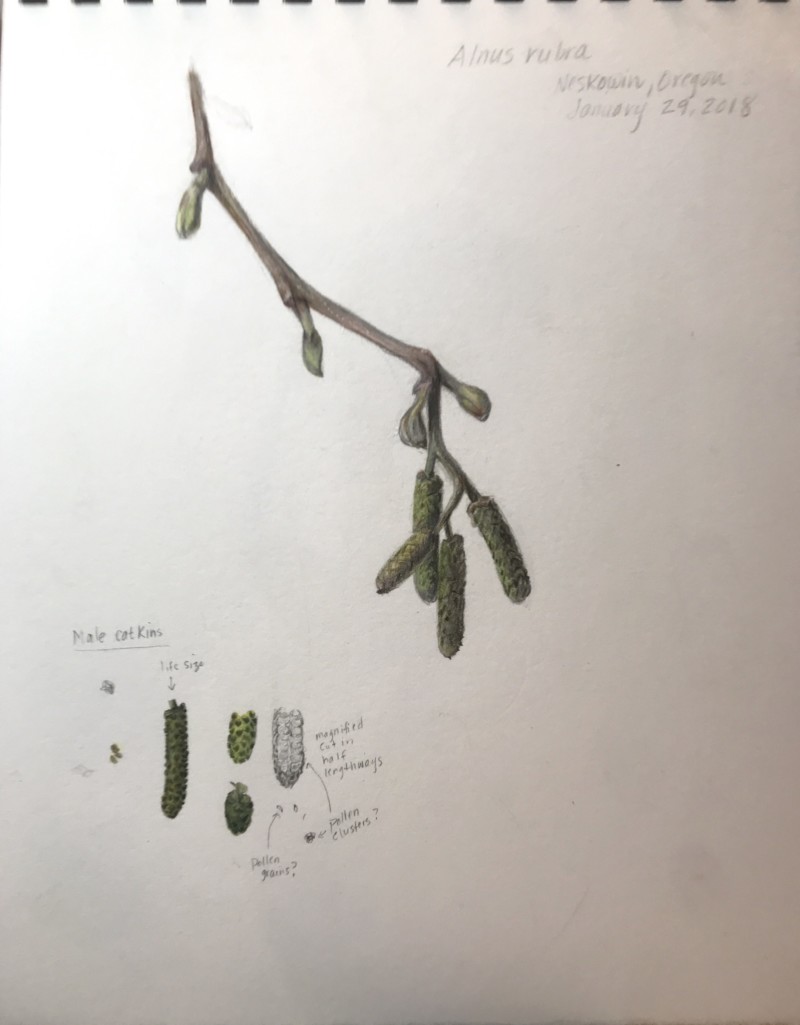 red-alder-male-catkins