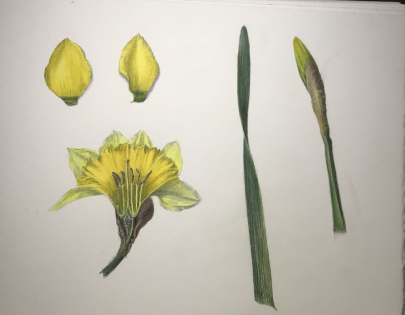 daffodil-study-page-continued-2
