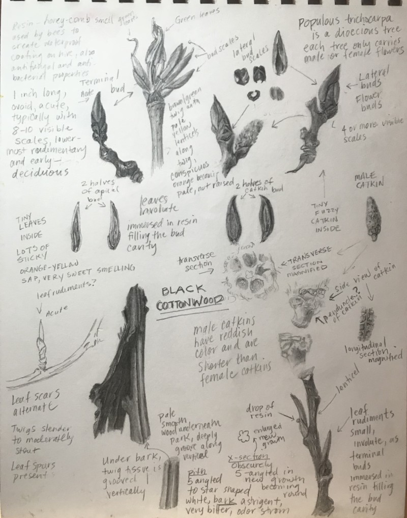 black-cottonwood-study-page