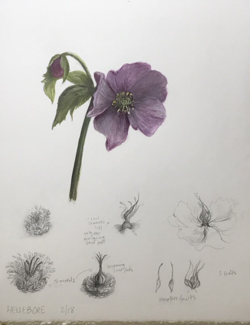 hellebore-composition-1