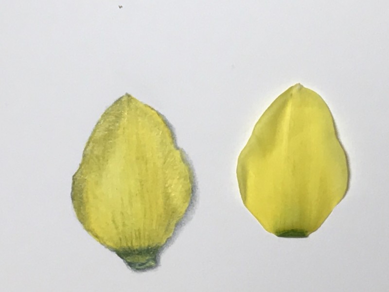 daffodil-petal