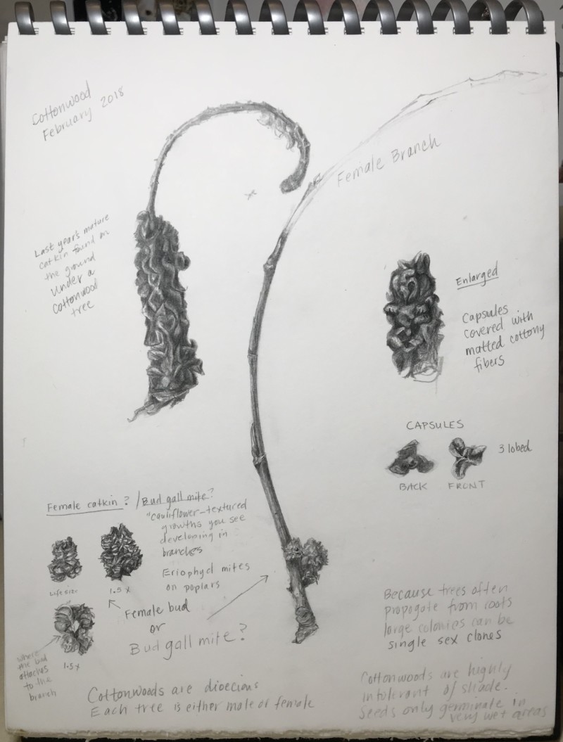 cottonwood-study