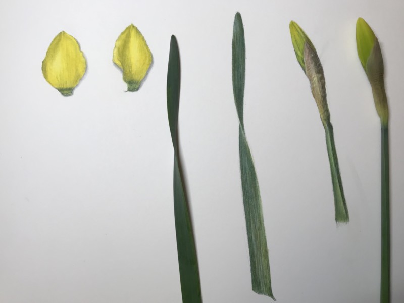 daffodil-study-page-continued
