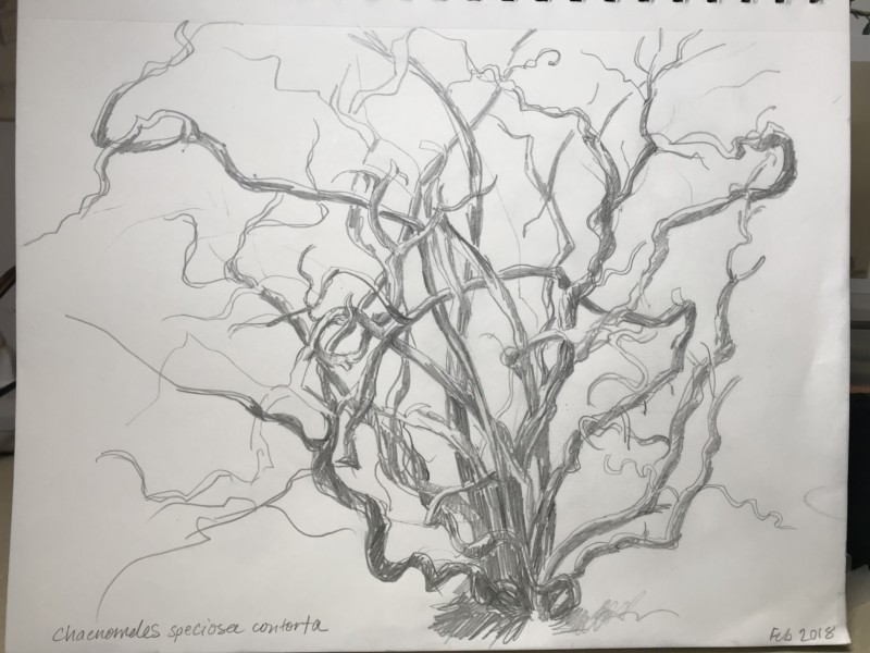 chaenomeles-speciosa-contorta