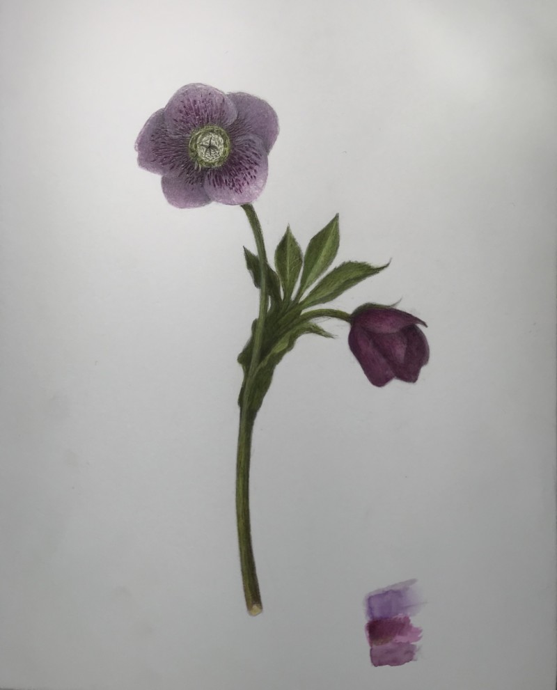hellebore-composition-3