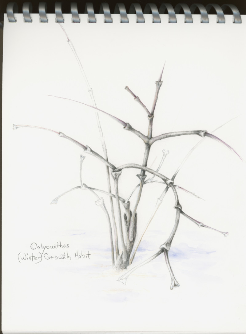 calycanthus-growth-habit-winter