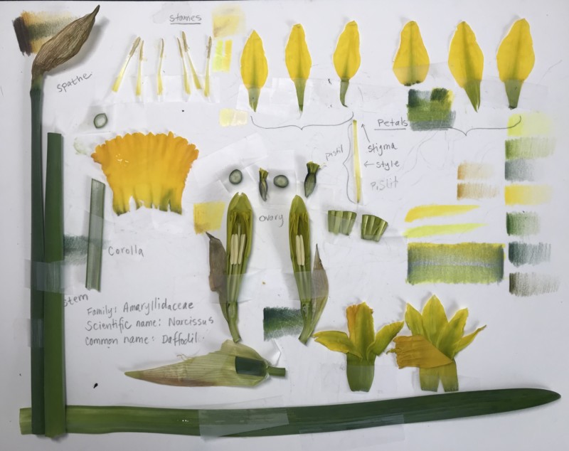 daffodil-herbarium-page