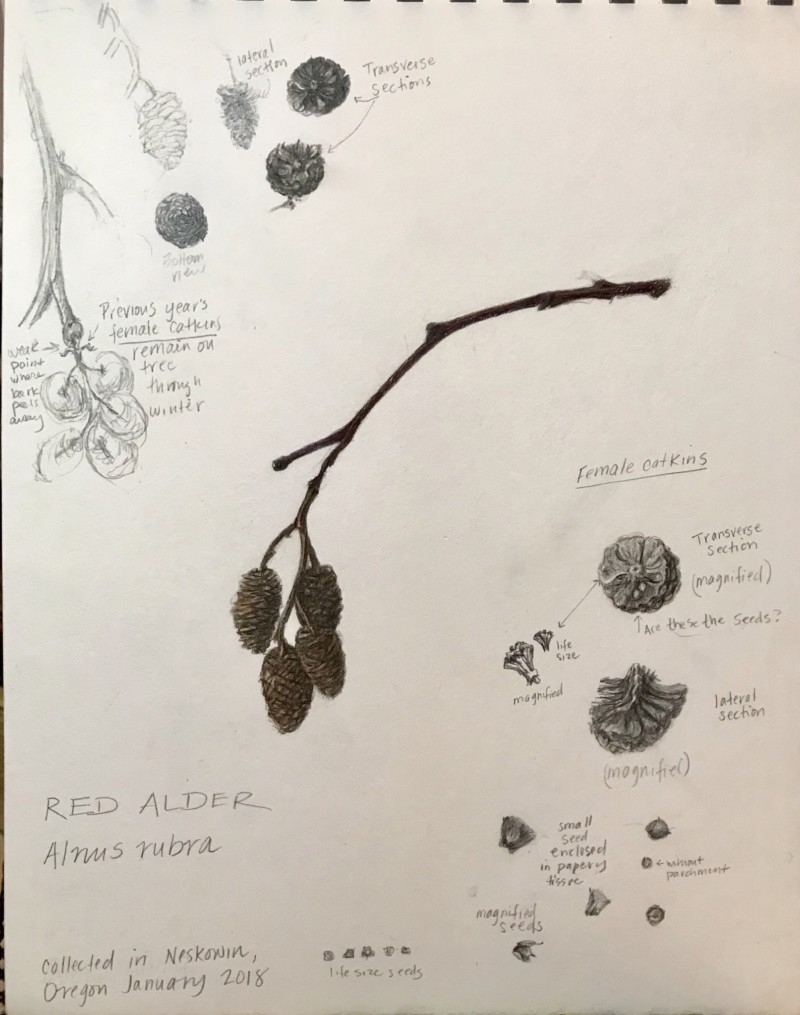 red-alder-female-catkins