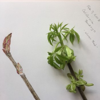 california-buckeye-bud