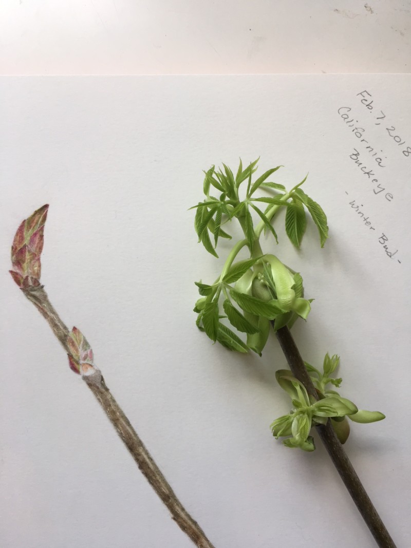california-buckeye-bud