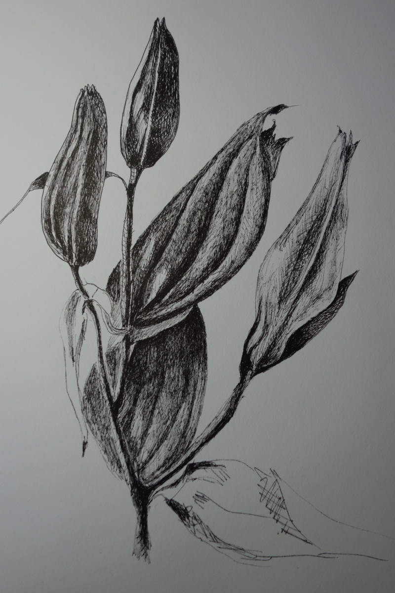 pen-ink-stargazer-lily-buds-2
