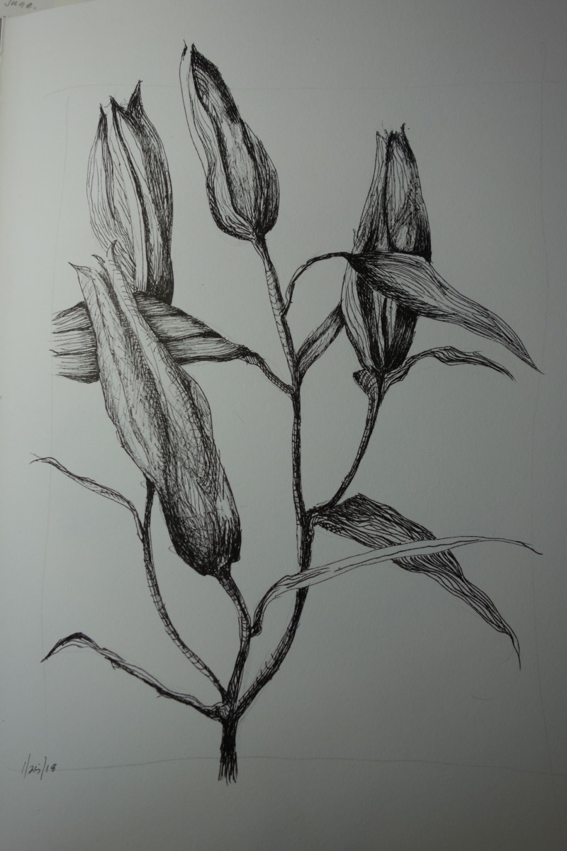 pen-ink-stargazer-lily-buds