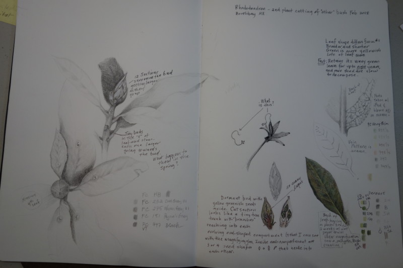 rhododendron-february-13-2018