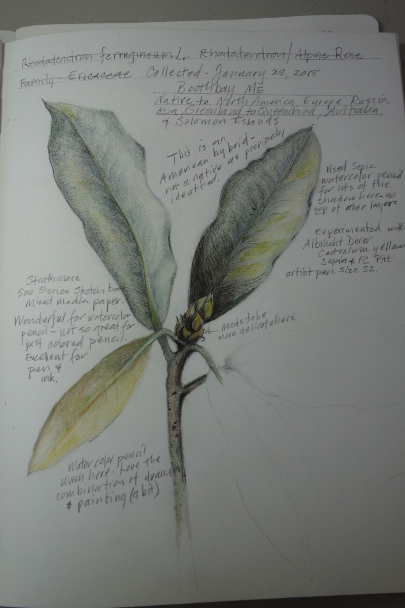 rhododrendon-journal-12818