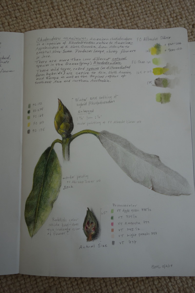 rododrendon-journal-2218