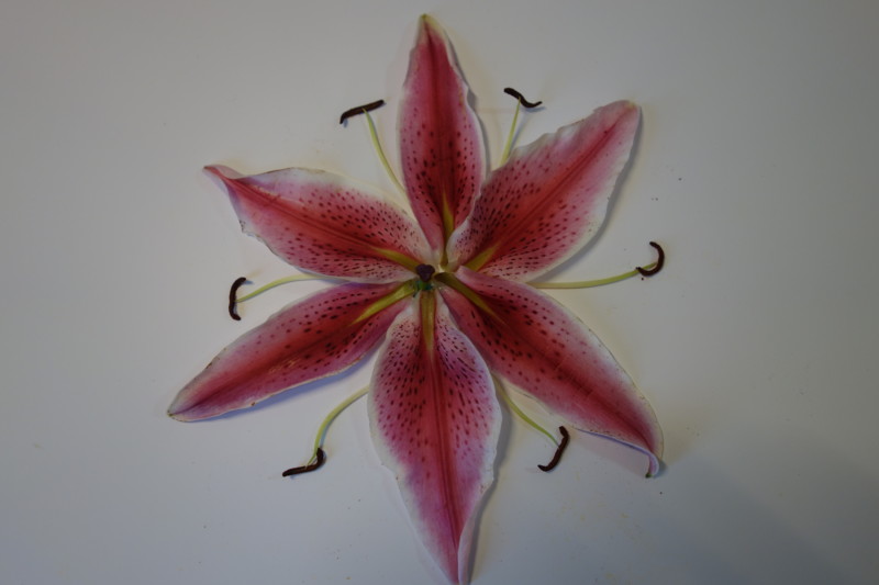 stargazer-design-idea