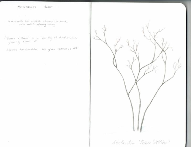 amelanchier-habit