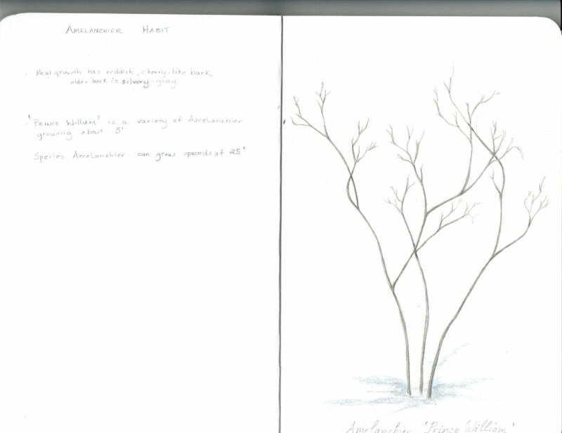 amelanchier-habit2