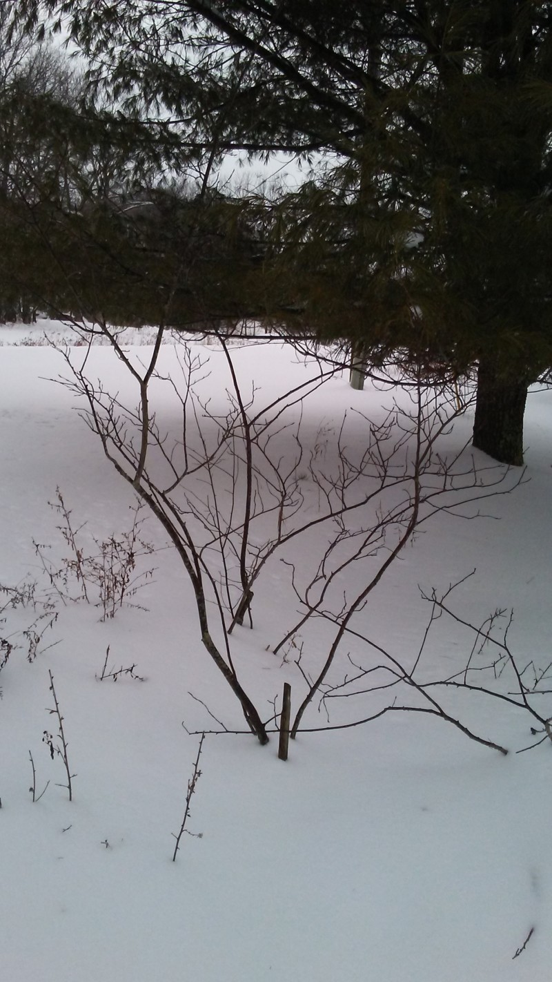 amelanchier-photo