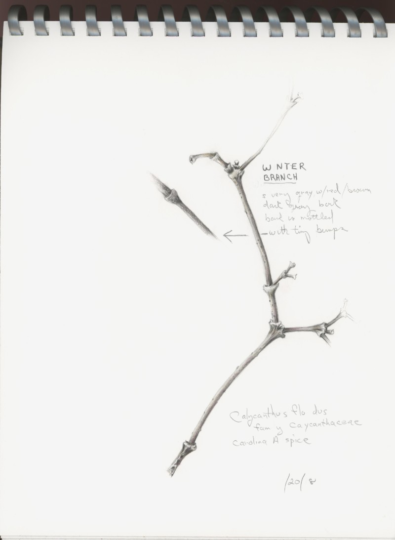 calycanthus-winterbranch